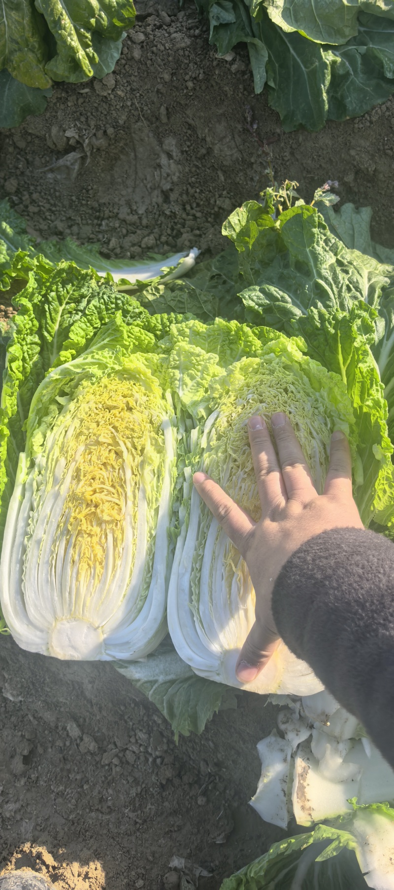 《一棵秋白菜》新疆白菜/半棵黄心/产地货源/来电咨询合作