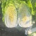 《一棵秋白菜》新疆白菜/半棵黄心/产地货源/来电咨询合作