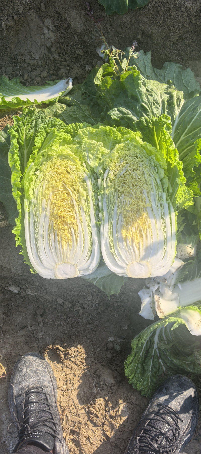 《一棵秋白菜》新疆白菜/半棵黄心/产地货源/来电咨询合作