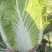 《一棵秋白菜》新疆白菜/半棵黄心/产地货源/来电咨询合作
