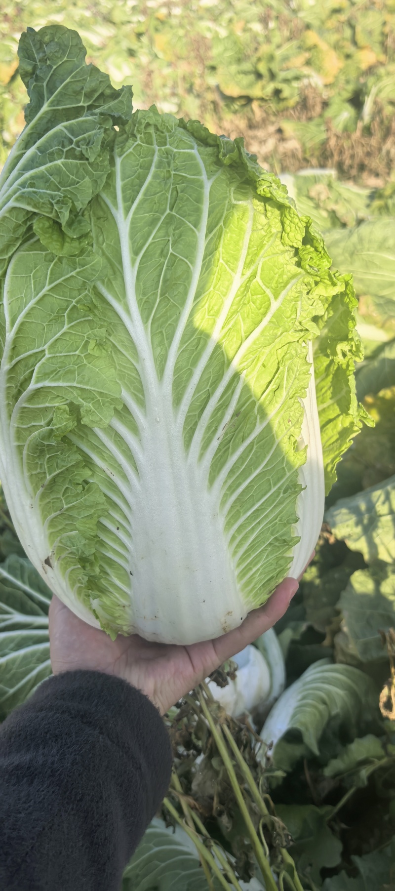 《一棵秋白菜》新疆白菜/半棵黄心/产地货源/来电咨询合作