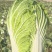 《一棵秋白菜》新疆白菜/半棵黄心/产地货源/来电咨询合作