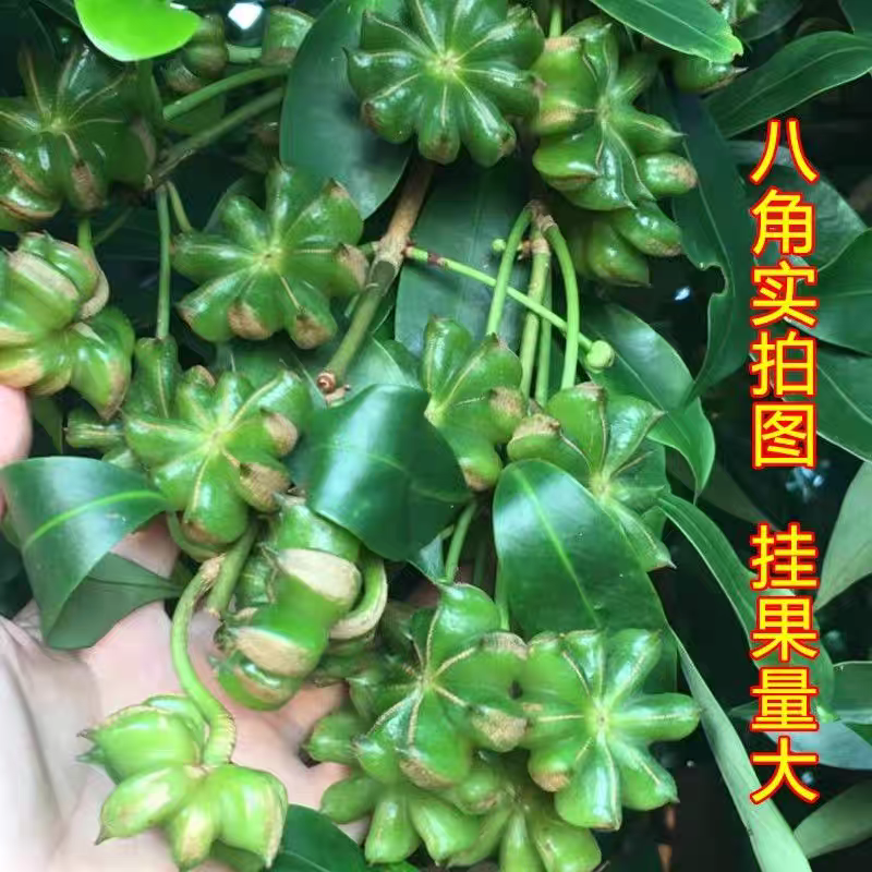 八角杯苗地苗，基地直发货源充足欢迎下单