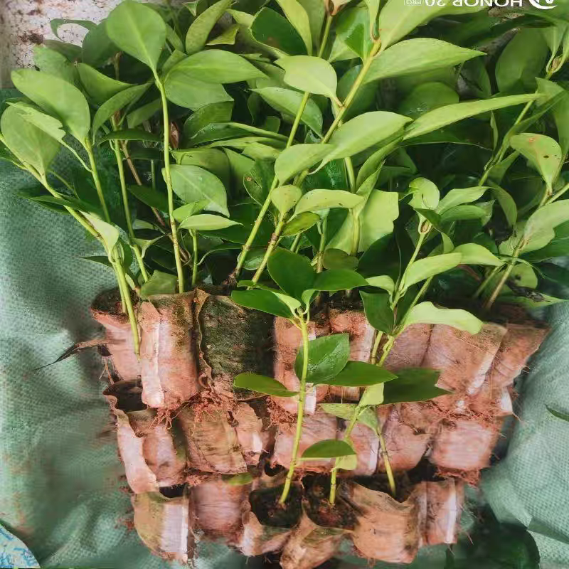 八角杯苗地苗，基地直发货源充足欢迎下单