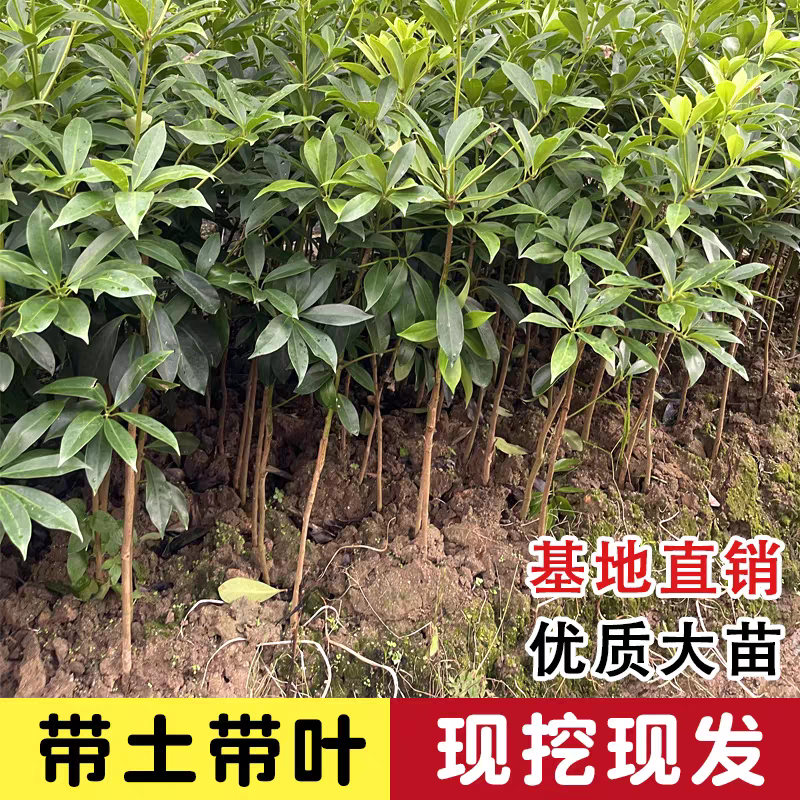 八角杯苗地苗，基地直发货源充足欢迎下单