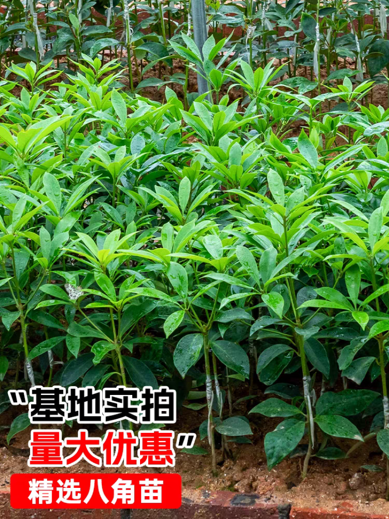 八角杯苗地苗，基地直发货源充足欢迎下单