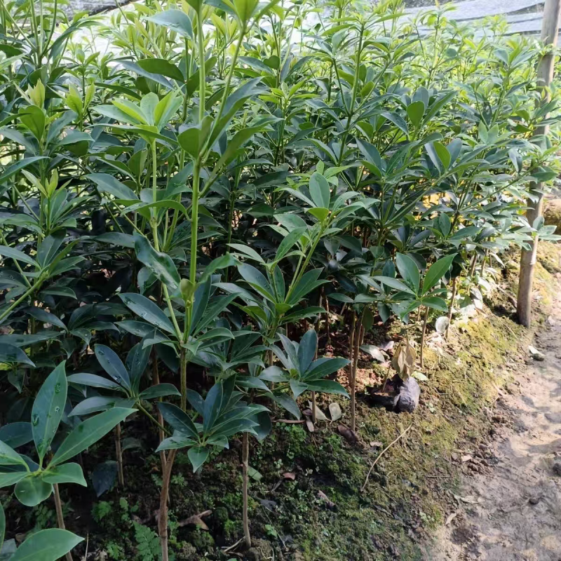 八角杯苗地苗，基地直发货源充足欢迎下单