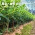 八角杯苗地苗，基地直发货源充足欢迎下单