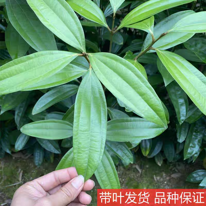 供肉桂营养杯苗30起至60公分
