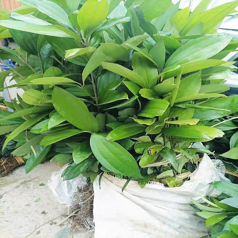 供肉桂营养杯苗30起至60公分