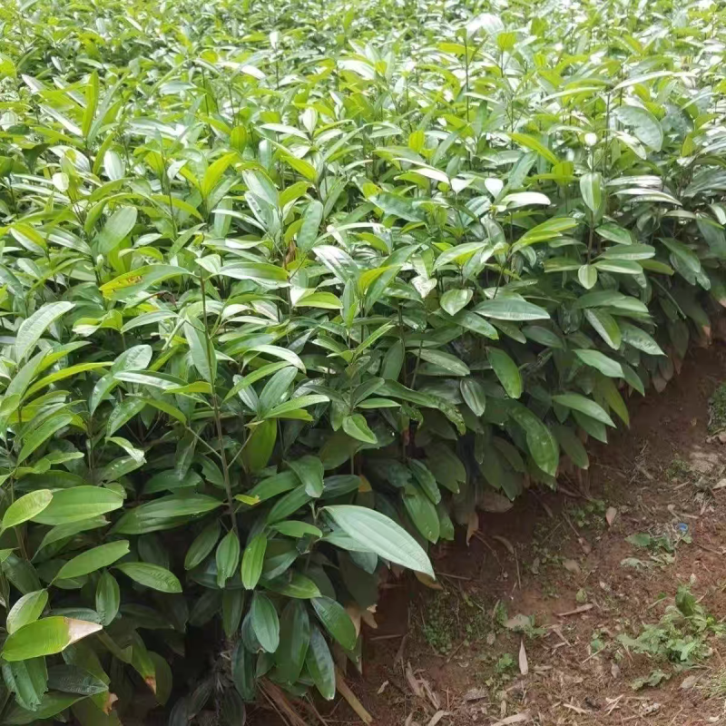 供肉桂营养杯苗30起至60公分