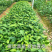 供肉桂营养杯苗30起至60公分