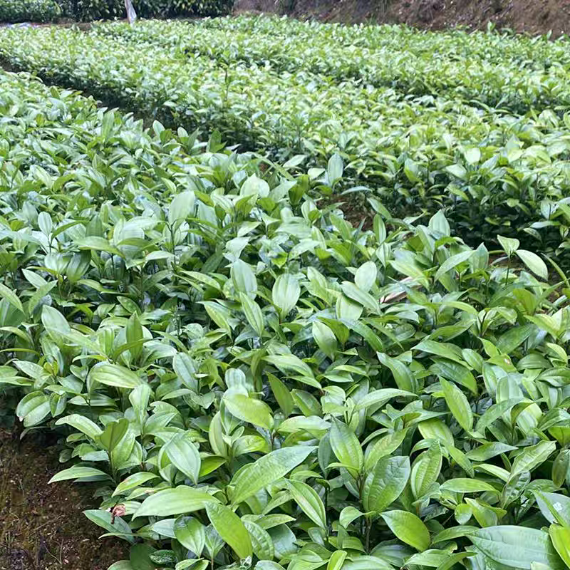供肉桂营养杯苗30起至60公分