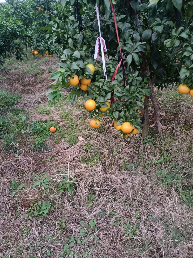 爱媛果冻橙