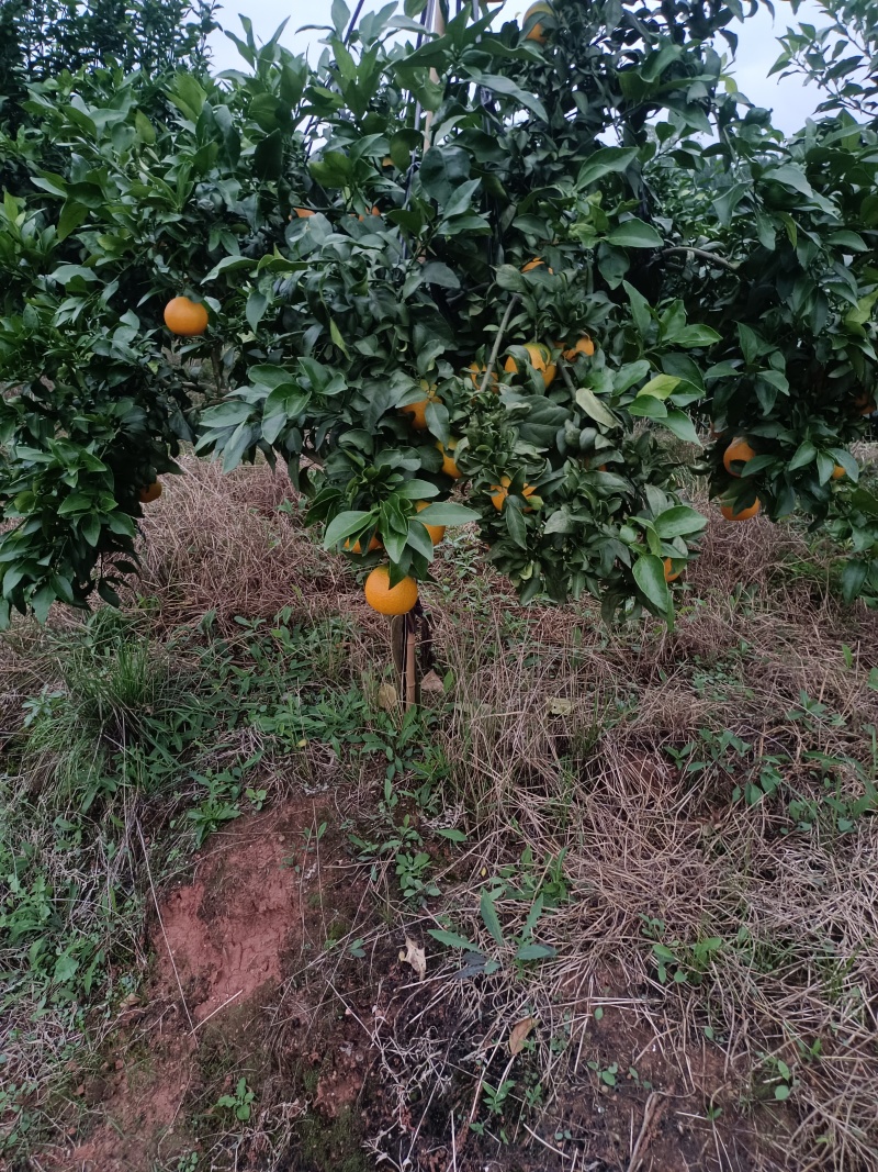 爱媛果冻橙