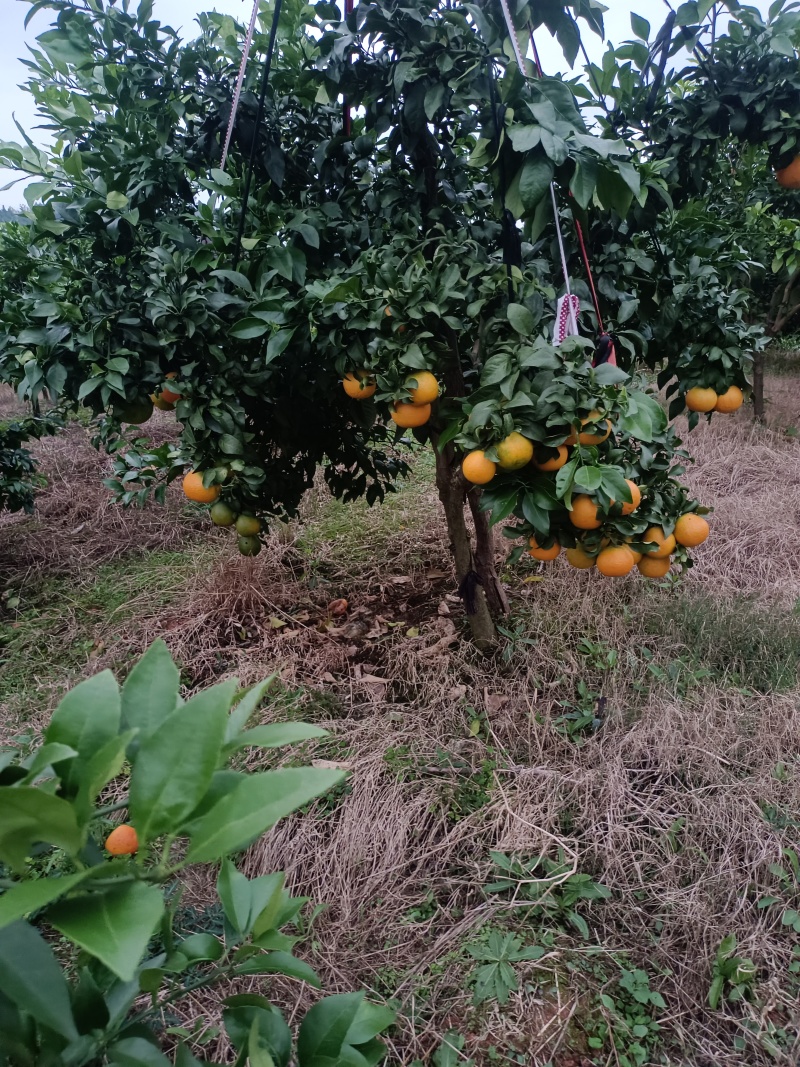 爱媛果冻橙