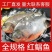 红鲳鱼整箱6斤大号鲳鱼冷冻鲳鱼平鱼大鲳鱼冷冻鲳鱼批发鲜活