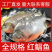 红鲳鱼整箱6斤大号鲳鱼冷冻鲳鱼平鱼大鲳鱼冷冻鲳鱼批发鲜活