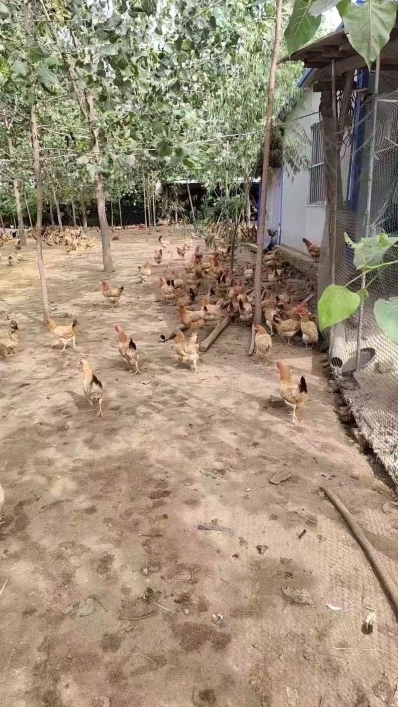 批发土公鸡土母鸡，冠红毛亮，全国***。鸡全部是现货