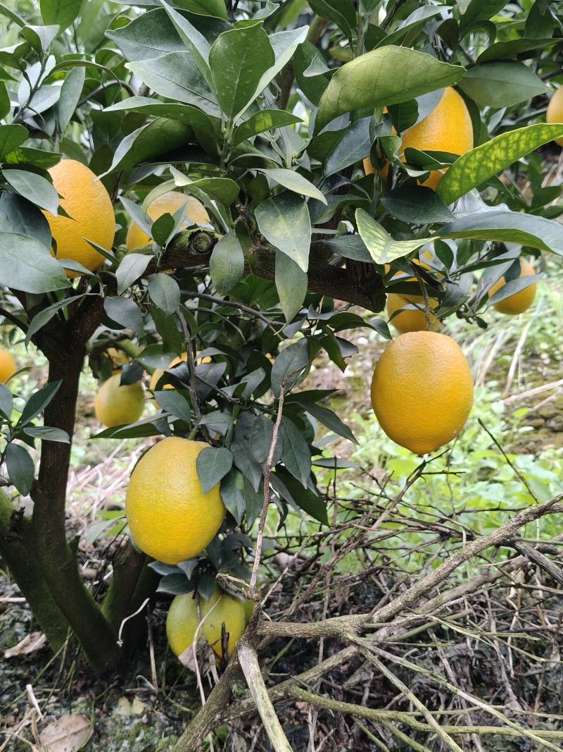 云南高山原生态脐橙种植基地，**各类商超，