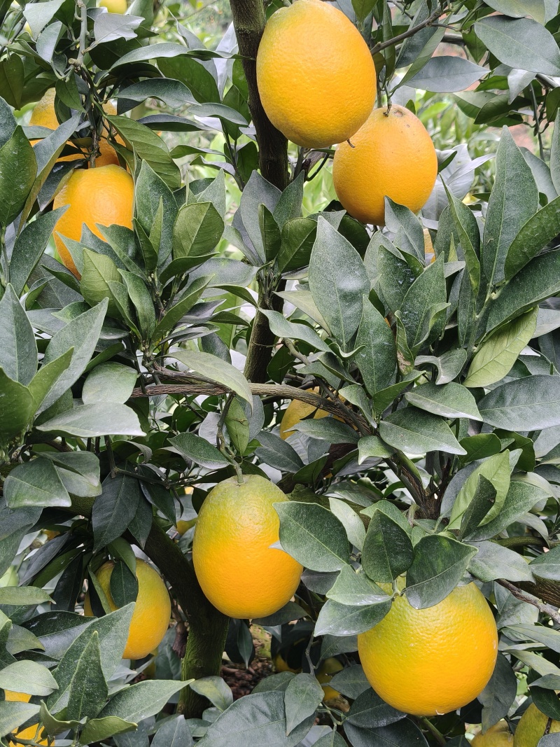 云南高山原生态脐橙种植基地，**各类商超，