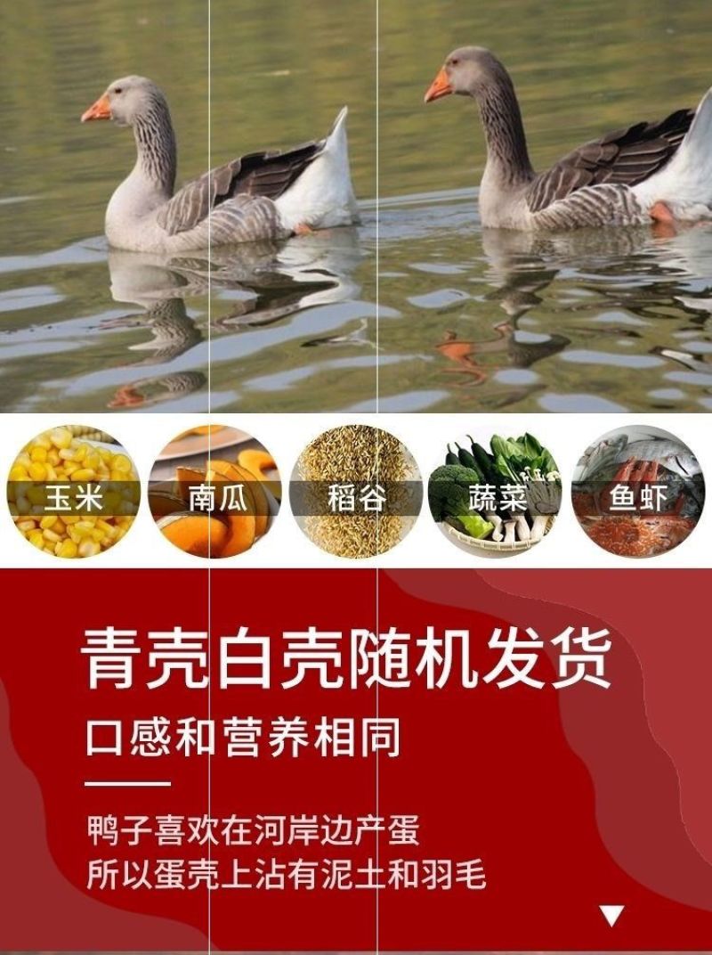 土鸭蛋一件代发