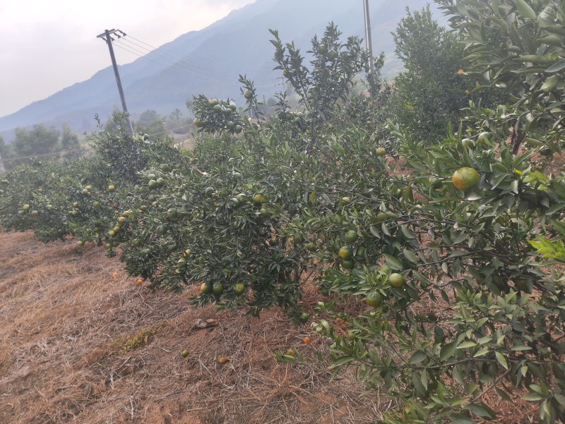 广西富川陈皮柑