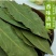 【只卖头茬香叶】新货广西新货香叶无熏硫香叶香料卤料商用
