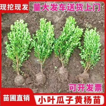 小叶黄杨苗瓜子黄杨四季常青别墅地栽庭院花坛耐寒绿化植物篱