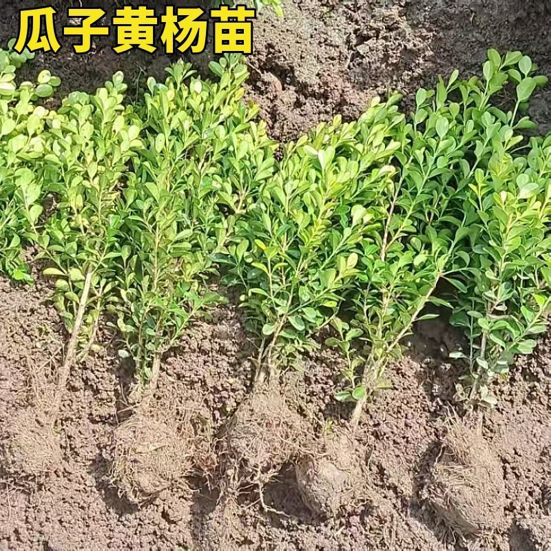 小叶黄杨苗瓜子黄杨四季常青别墅地栽庭院花坛耐寒绿化植物篱