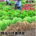 小叶黄杨苗瓜子黄杨四季常青别墅地栽庭院花坛耐寒绿化植物篱