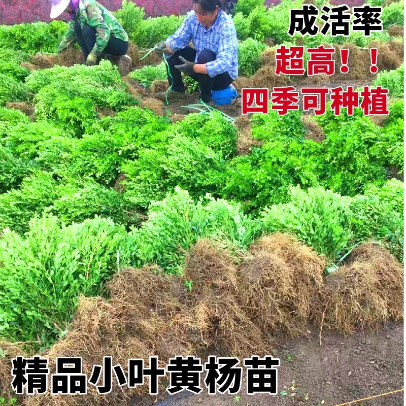 小叶黄杨苗瓜子黄杨四季常青别墅地栽庭院花坛耐寒绿化植物篱