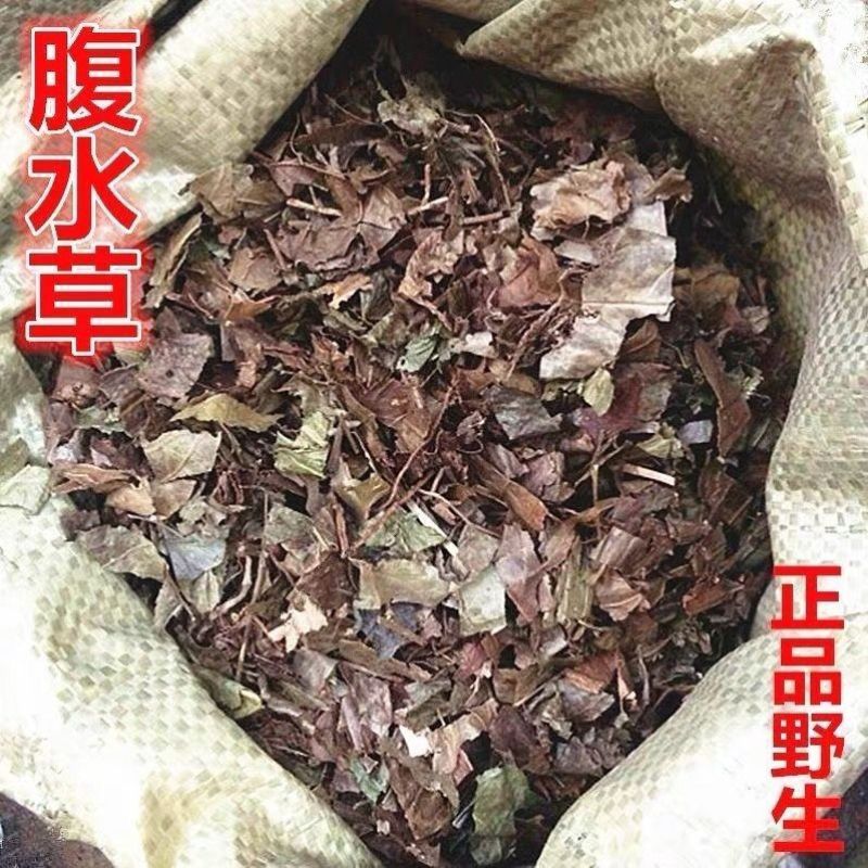 腹水草1公斤新鲜中药材批发新货天桥草仙桥草毛叶仙桥