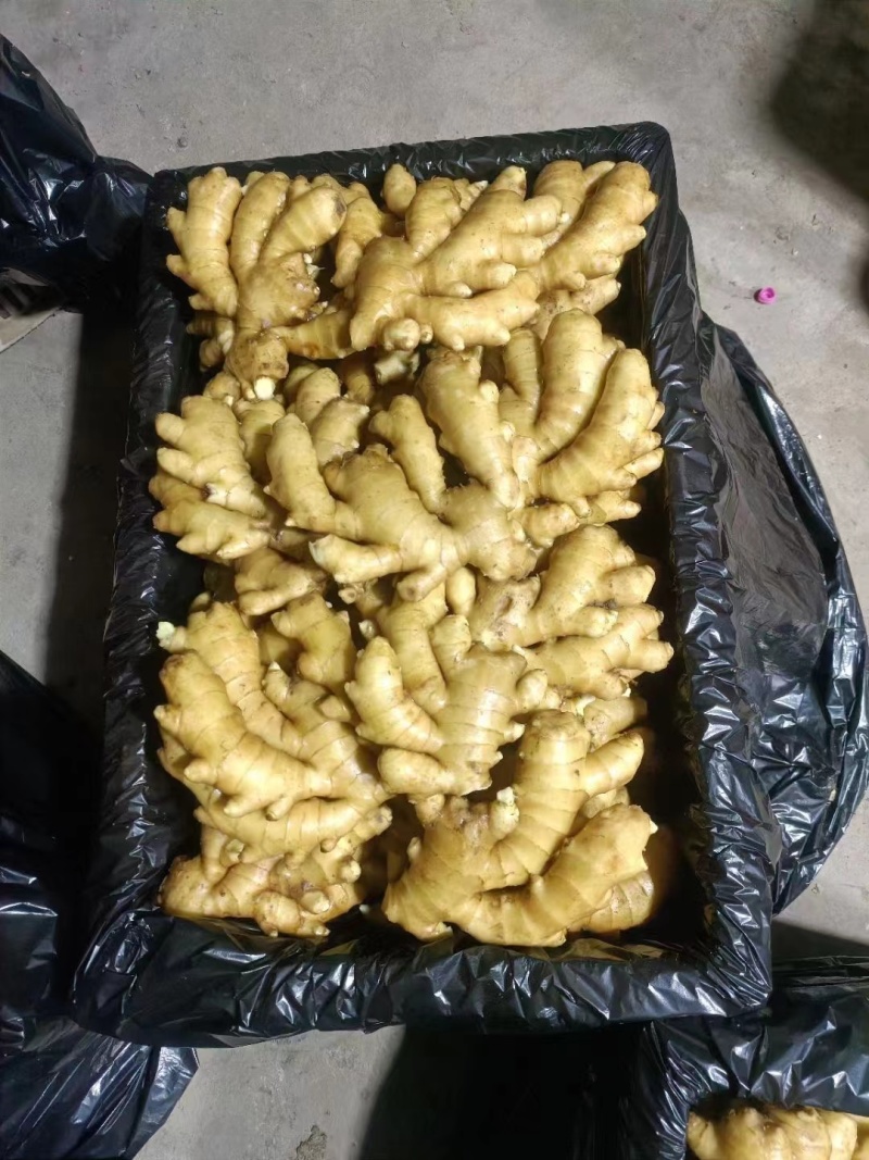 江苏万亩生姜批发基地，大黄姜，小黄姜，老姜，鲜姜产地批发