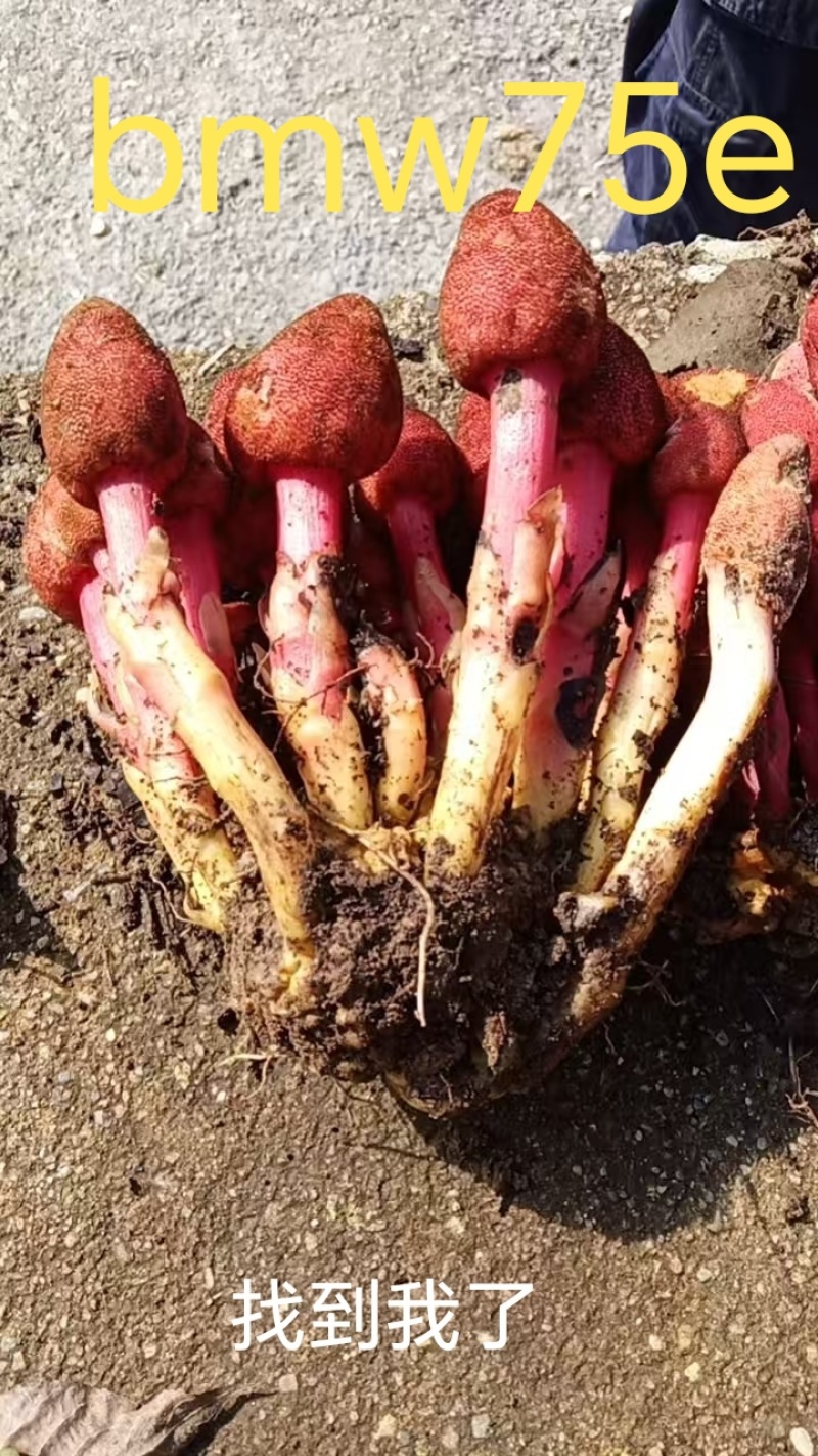 中华中药库秦岭富硒深山纯野生回春草