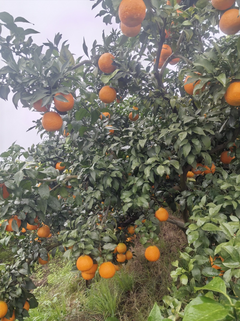 爱媛38号果冻橙，高山货源，口感纯甜，糖度高