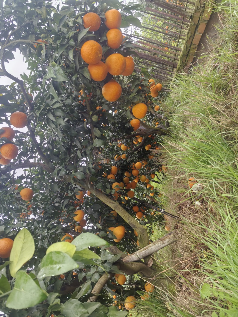 爱媛38号果冻橙，高山货源，口感纯甜，糖度高