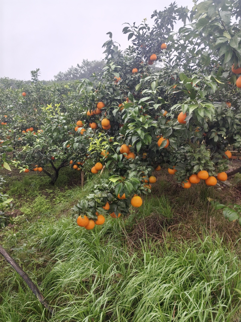 爱媛38号果冻橙，高山货源，口感纯甜，糖度高