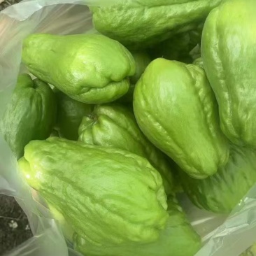 鲜嫩佛手瓜，货源充足量大从优欢迎来电