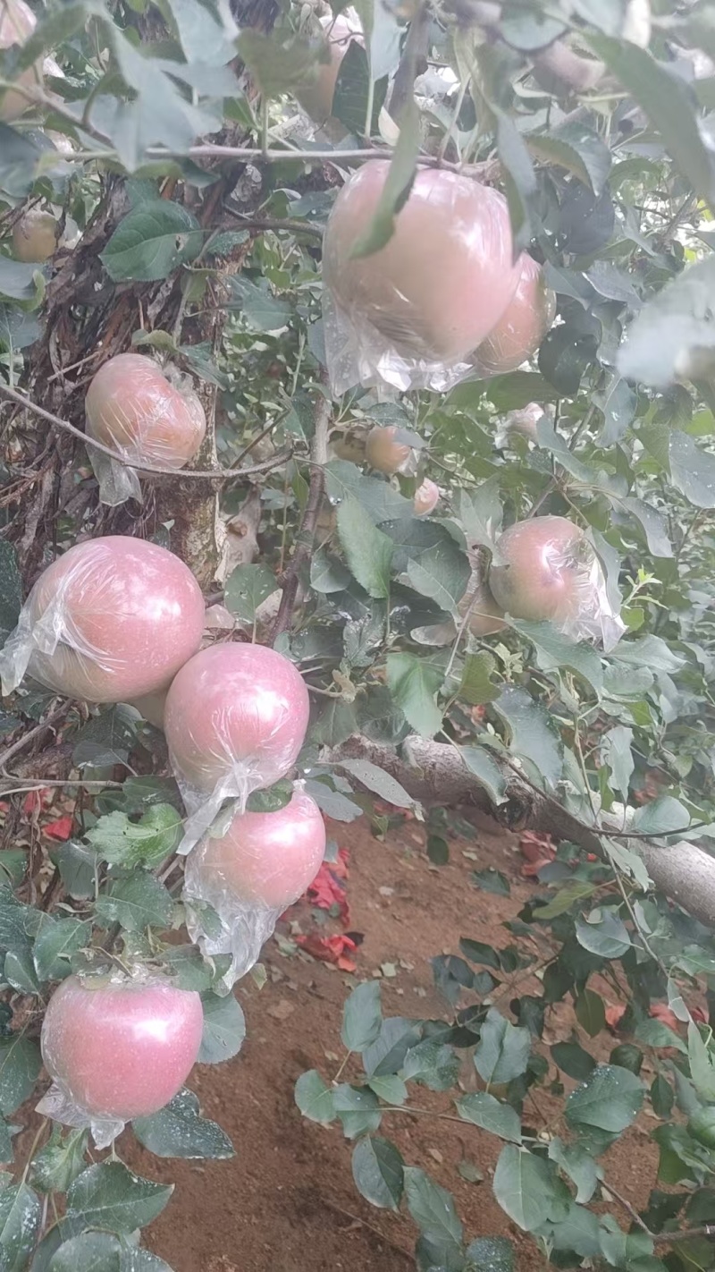 山东膜袋纸袋红富苹果大量供应中现摘现发一手货源