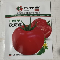 狄安娜番茄种子生长早熟品种口感柿子品种种子