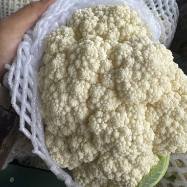 河北邯郸松花菜大量有货全国可发青梗菜花欢迎来电☎️实在