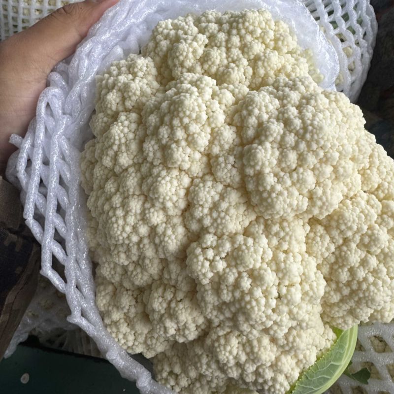 河北邯郸松花菜大量有货全国可发青梗菜花欢迎来电☎️实在