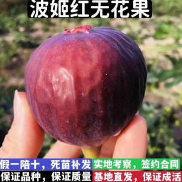 波姬红无花果树苗，包成活，包结果，假一赔十，保证正品
