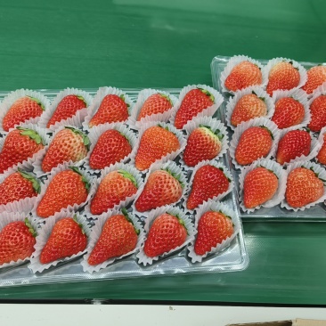 长丰红颜草莓