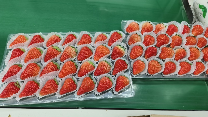 长丰红颜草莓