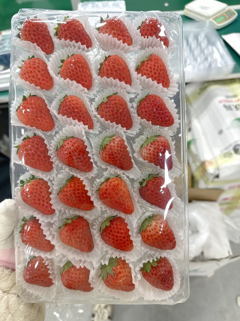 长丰红颜草莓