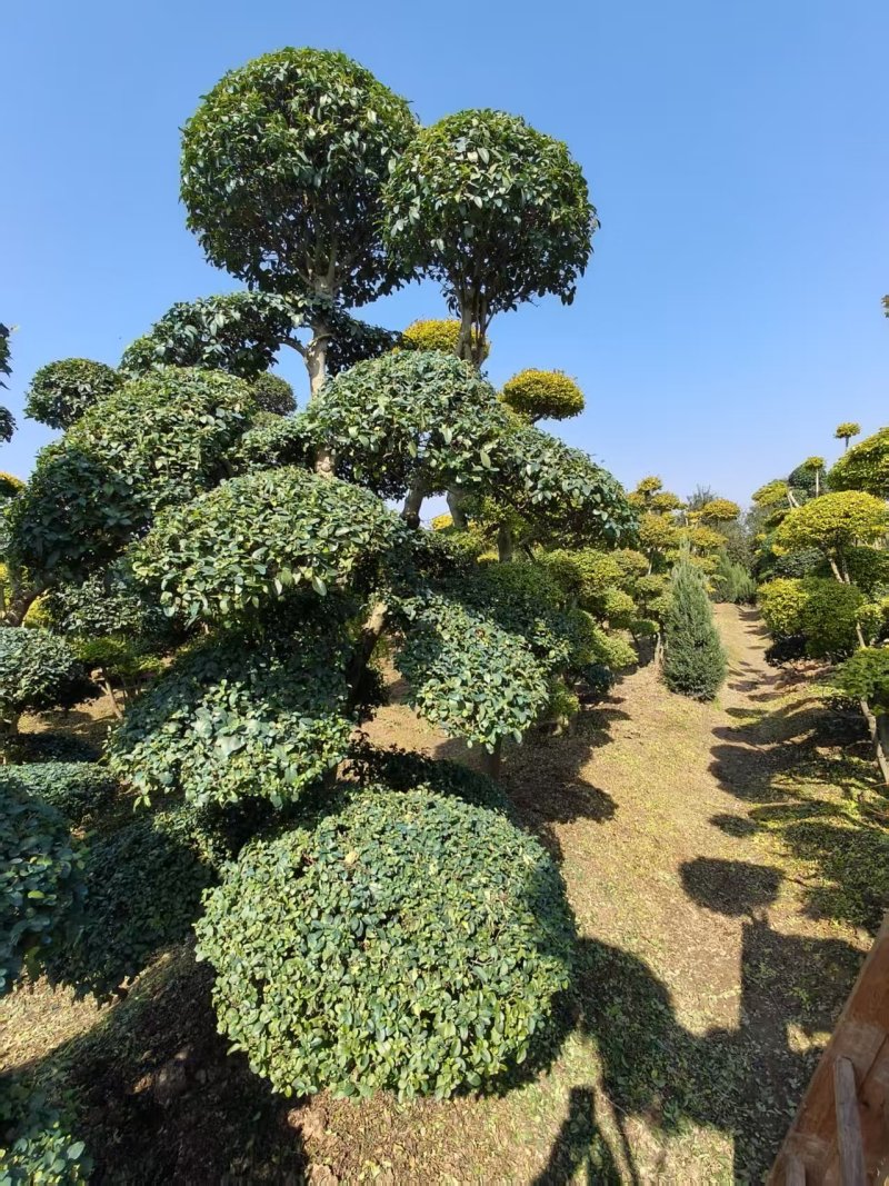 小叶女贞造型树桩