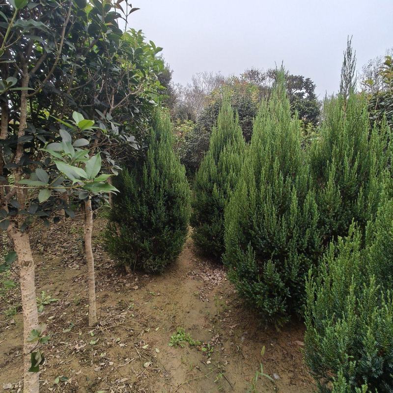 塔柏树圆柏树