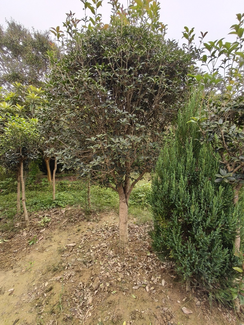 塔柏树圆柏树
